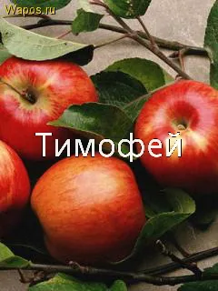 Открытка Открытки с именем Тимофей - Яркие красные яблоки на ветке. Открытка | Красивая открытка #129