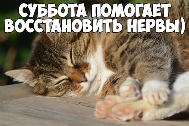 Открытка Открытки на субботу - Спящий котенок на деревянной доске | Красивая открытка #155