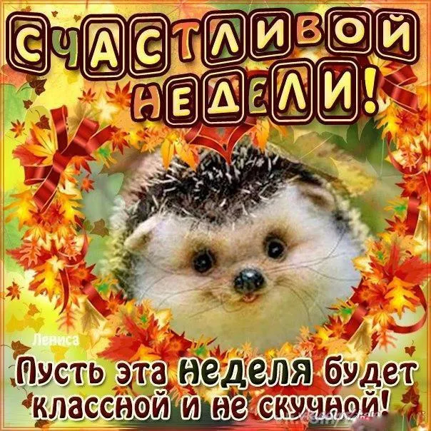 Открытка Недели - Ежик на осеннем фоне - открытка с поздравлением | Красивая открытка #34