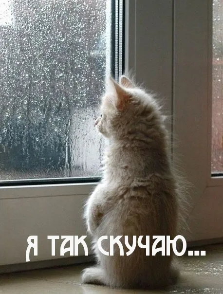 Открытка Я скучаю  - Грустный котенок у окна: открытка с настроением | Красивая открытка #18