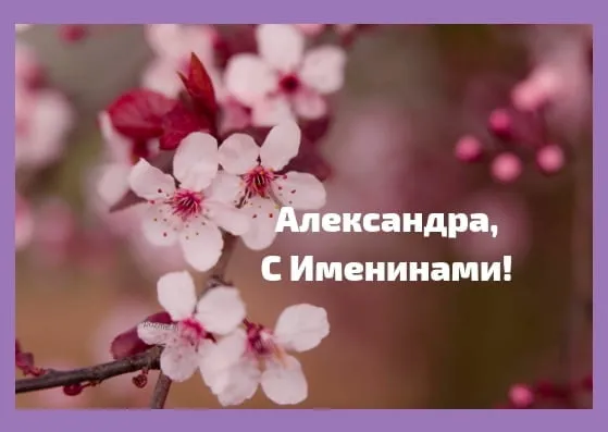 Открытка Открытки с именем Александра - Цветущая вишня: открытка с днем рождения | Красивая открытка #153