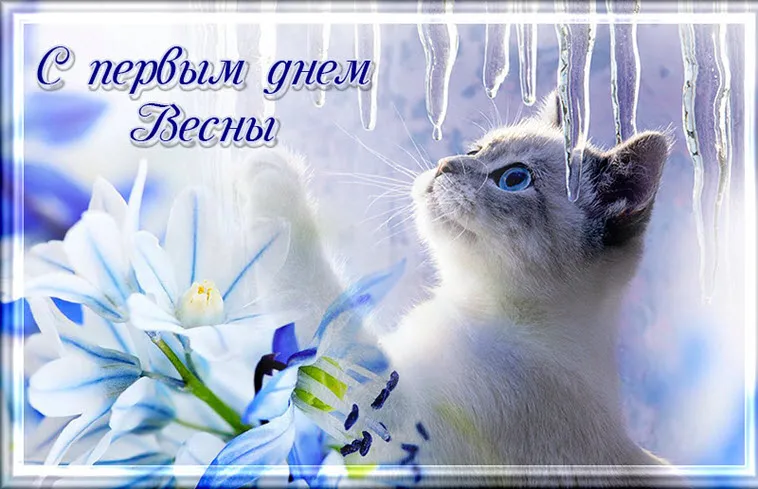 Открытка Первый день весны - Кошка и подснежники: нежная открытка с зимним пейзажем | Красивая открытка #167