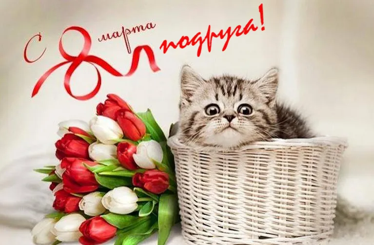Открытка С 8 марта подруге - Кот в корзине с тюльпанами: милая открытка | Красивая открытка #3