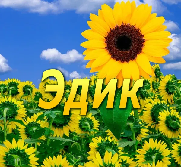Открытка Открытки с именем Эдуард - Подсолнухи на фоне голубого неба - открытка | Красивая открытка #189