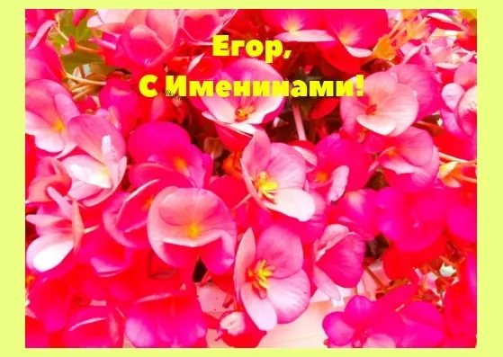 Открытка открытки с именем Егор - Розовые цветы: открытка с нежностью | Красивая открытка #188