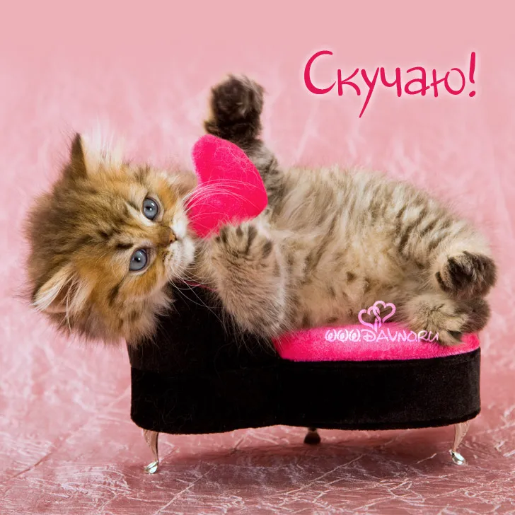 Открытка Скучаю - Котенок на диванчике: Открытка с милым котенком | Красивая открытка #107
