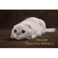 Открытка Открытки с именем Валерий - Открытка с котенком: милый подарок на праздник | Красивая открытка #210
