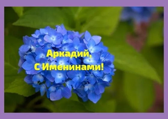Открытка открытки с именем Аркадий  - Открытка с синими гортензиями: С Днем Рождения! | Красивая открытка #141