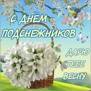 Открытка С днём подснежника - Белые подснежники в плетёной корзине на фоне весны | Красивая открытка #46