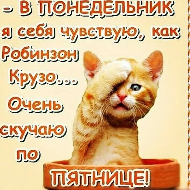 Открытка Удачного понедельника - Рыжий кот смотрит вверх | Красивая открытка #3