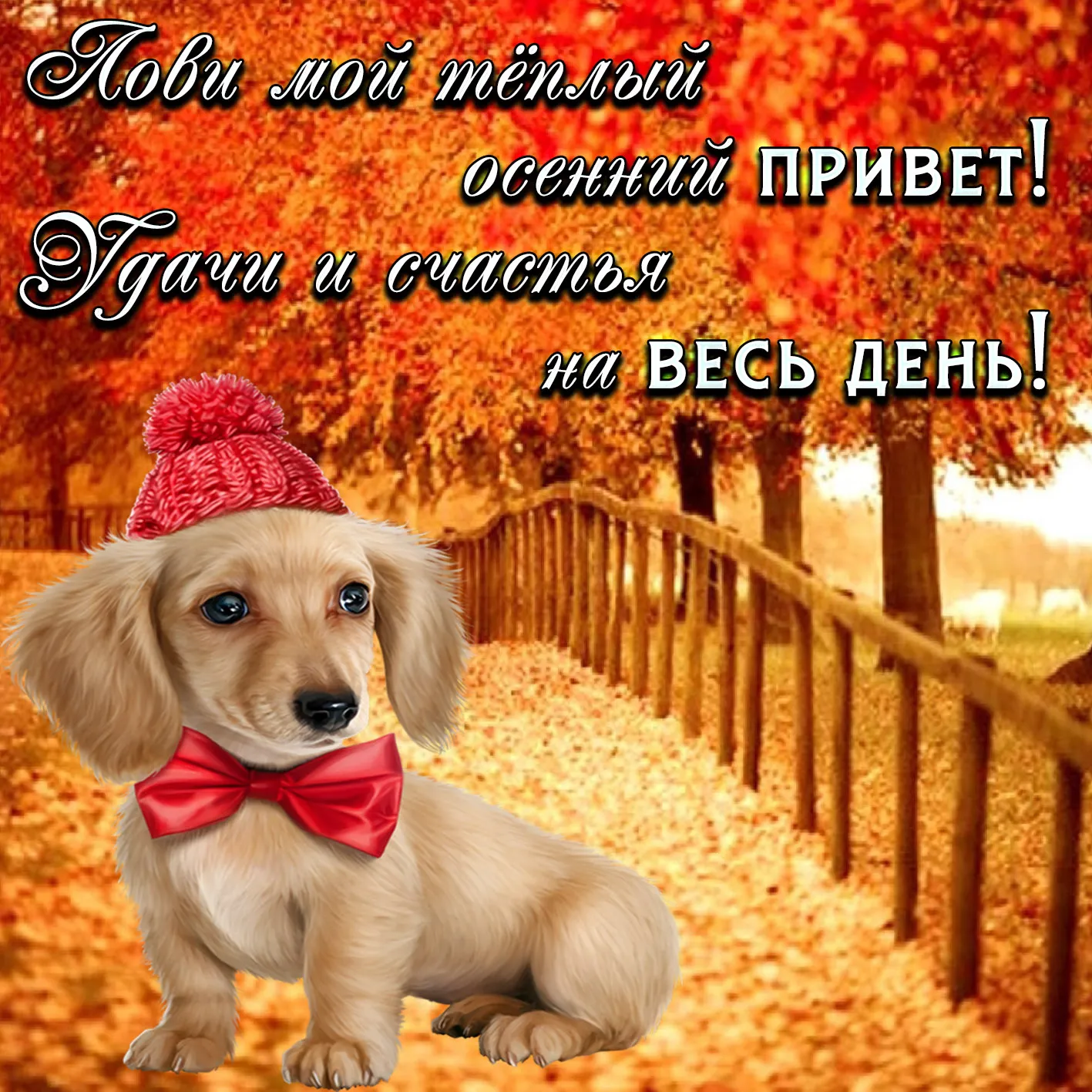 Открытка осенний привет - Собака на фоне осеннего леса - открытка с днем рождения! | Красивая открытка #20
