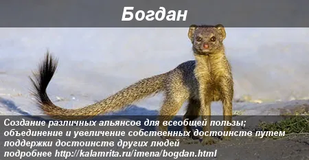 Открытка открытки с именем Богдан - Открытка с мангустом: прикольный подарок  kalmrita.ru | Красивая открытка #85