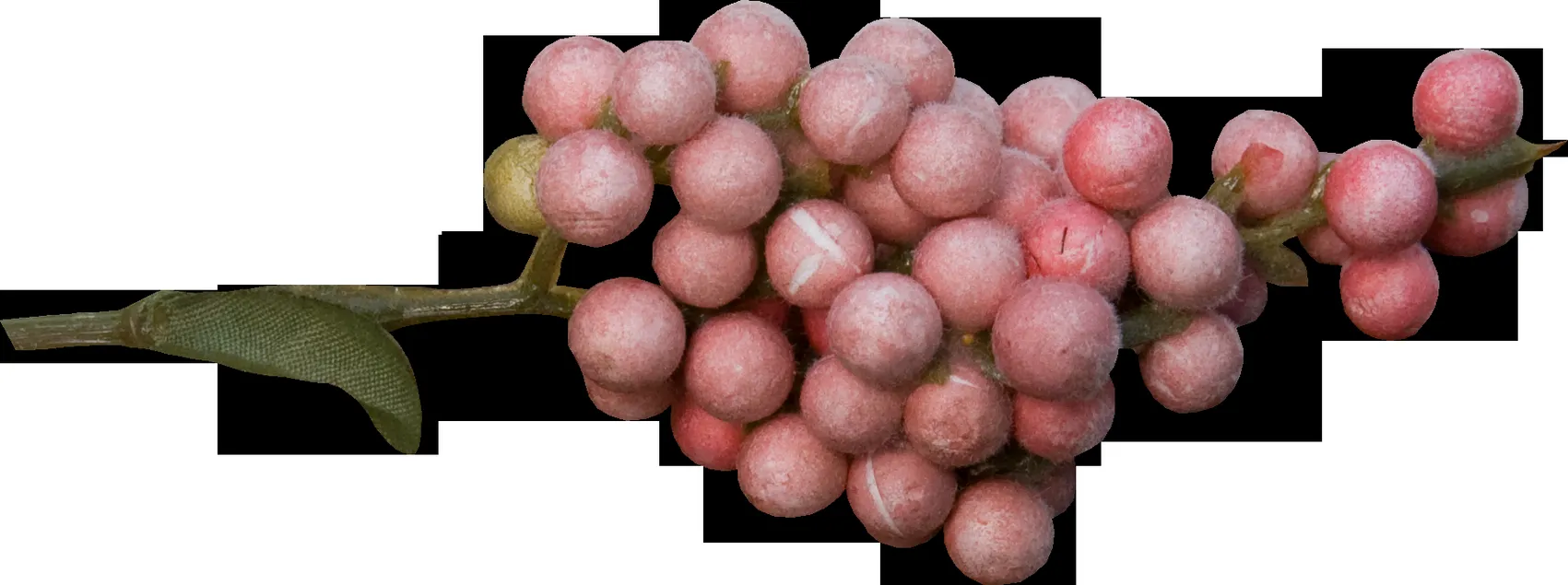 Открытка Зелень - Открытка с розовыми ягодами и листом | Красивая открытка #8