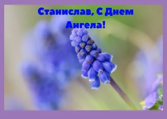 Открытка Открытки с именем Станислав  - Голубые васильки: нежная открытка | Красивая открытка #183