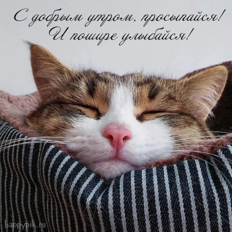 Открытка С кошками - Открытка с спящим котиком в полосатой кровати | Красивая открытка #67