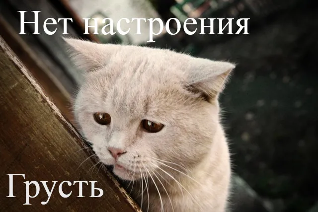 Открытка нет настроения - Грустный кот: Открытка с печальным котиком | Красивая открытка #2