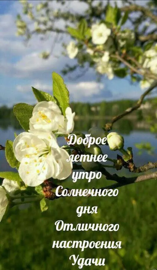 Открытка Про лето - Цветущая вишня: добрая весна и солнечное утро | Красивая открытка #7