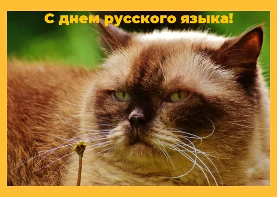 Открытка Пушкинский день и день русского языка - Брюнет кот крупным планом | Красивая открытка #9