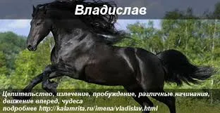 Открытка открытки с именем Владислав  - Открытка с грациозной лошадью | Красивая открытка #228