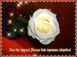 Открытка Открытки желаю здоровья - Открытка с белой розой на красном фоне | Красивая открытка #29