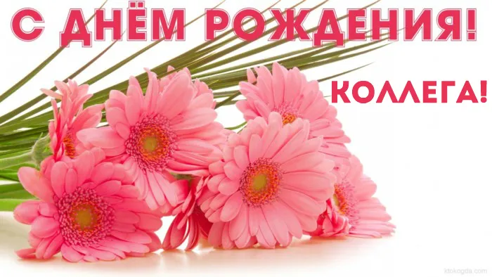 Открытка С Днём рождения коллеге - Букет розовых гвоздик на белом фоне | Красивая открытка #12
