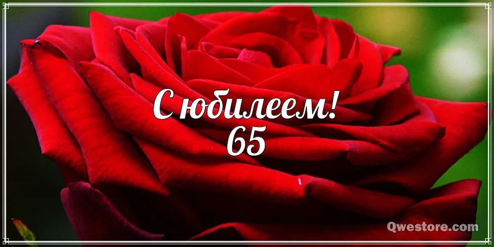Открытка Открытки на 65 лет - Красная роза крупным планом | Красивая открытка #75