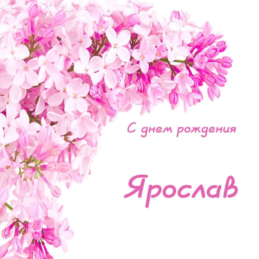 Открытка Открытки с именем Ярослав  - Открытка с цветами: С днем рождения | Красивая открытка #246