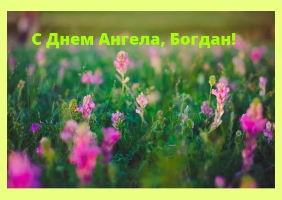 Открытка открытки с именем Богдан - Полевые цветы: нежная открытка с природой | Красивая открытка #167