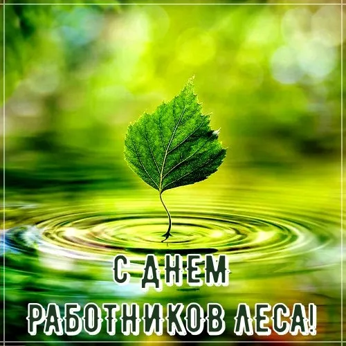Открытка С днём работника леса - Лист падает в воду: открытка с природой | Красивая открытка #37
