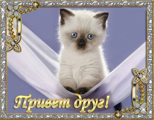 Открытка Привет другу/подруге - Милый котёнок в открытке: Привет, друг! | Красивая открытка #29