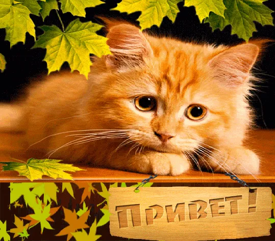 Открытка Привет - Открытка с рыжим котенком и осенними листьями | Красивая открытка #60