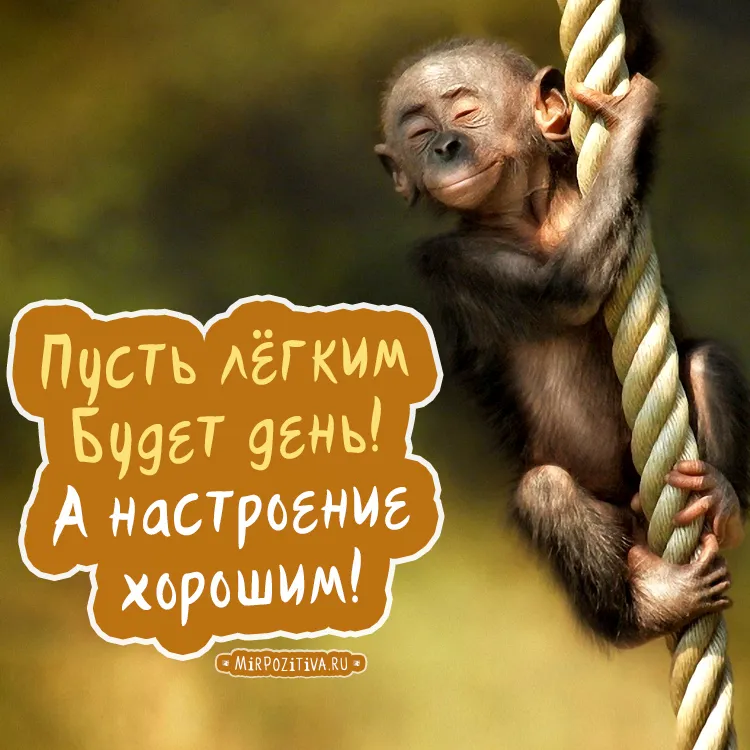 Открытка добрый день - Обезьянка на лиане: прикольная открытка с юмором | Красивая открытка #135
