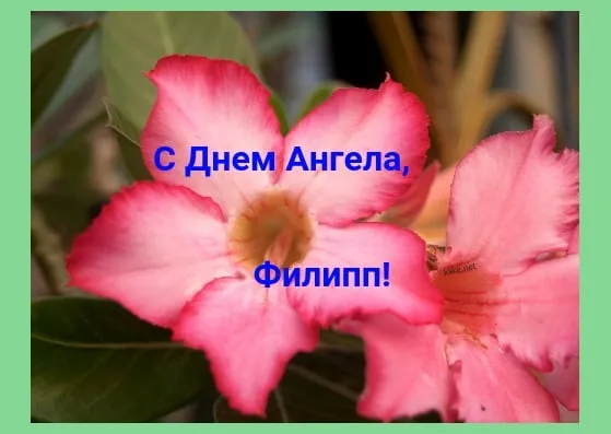 Открытка Открытки с именем Филлип - Открытка с цветком: нежный розовый адениум | Красивая открытка #48
