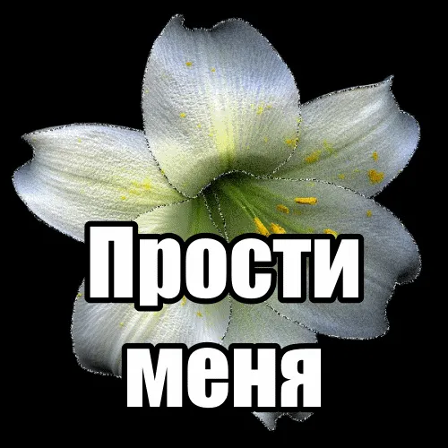 Открытка Открытки с извинениями любимым - Белый лик: поздравительная открытка с цветком | Красивая открытка #13