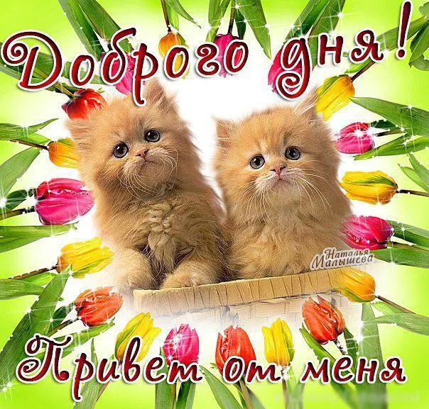 Открытка добрый день - Открытка с котятами и цветами | Красивая открытка #33