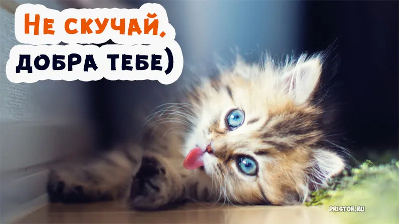 Открытка Не скучай - Милый котенок: открытка с котенком для тебя | Красивая открытка #6