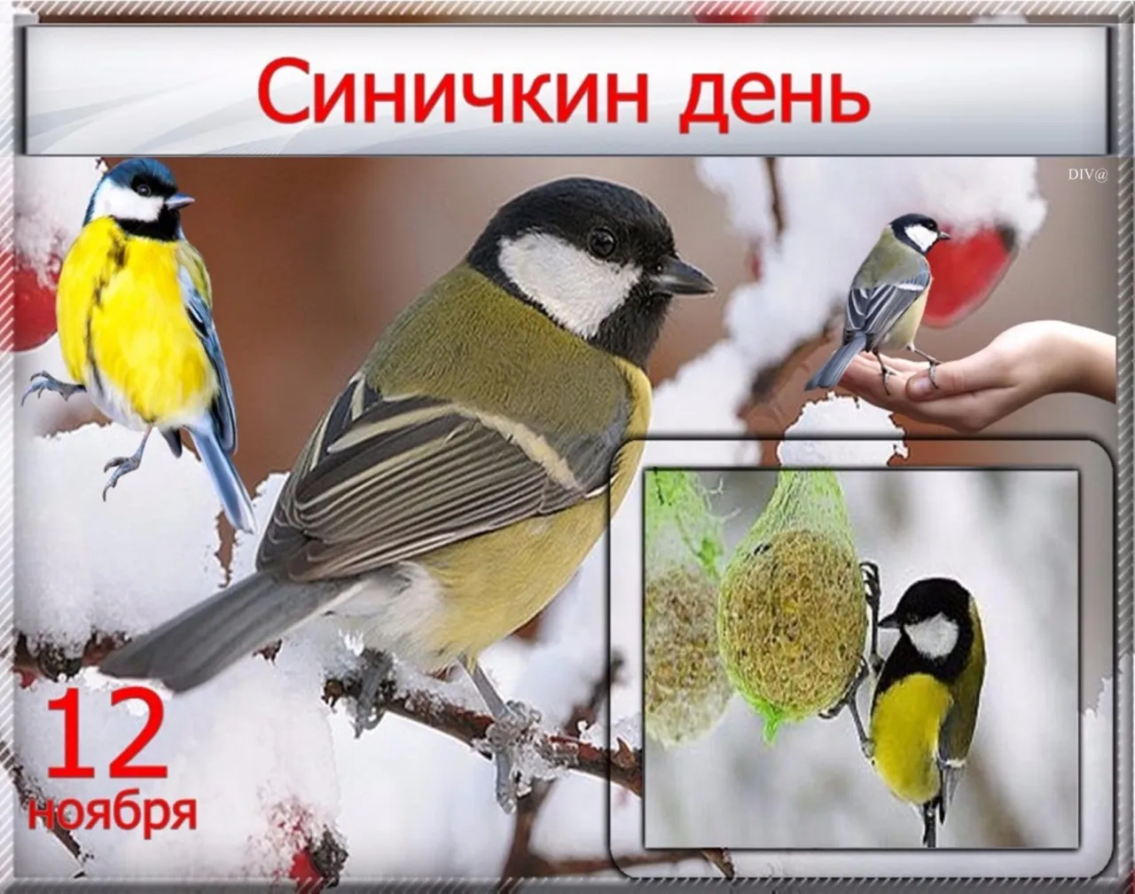 Открытка Открытки на Синичкин день - Открытка с синичкой: 12 ноября. Симпатичная птичка | Красивая открытка #5