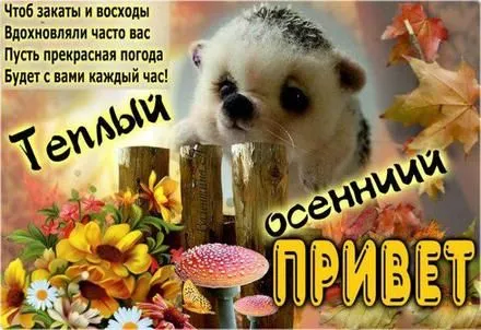 Открытка Осенний приветик - Открытка с ежиком в осеннем лесу | Красивая открытка #41