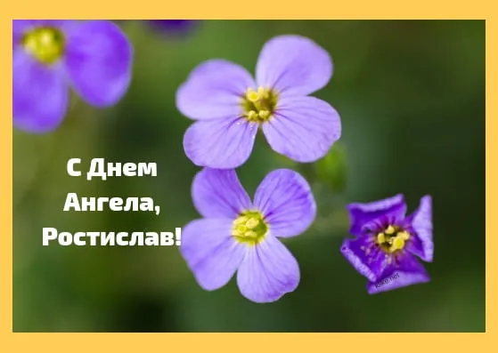 Открытка Открытки с именем Ростислав  - Фиолетовые цветы на открытке | Красивая открытка #85