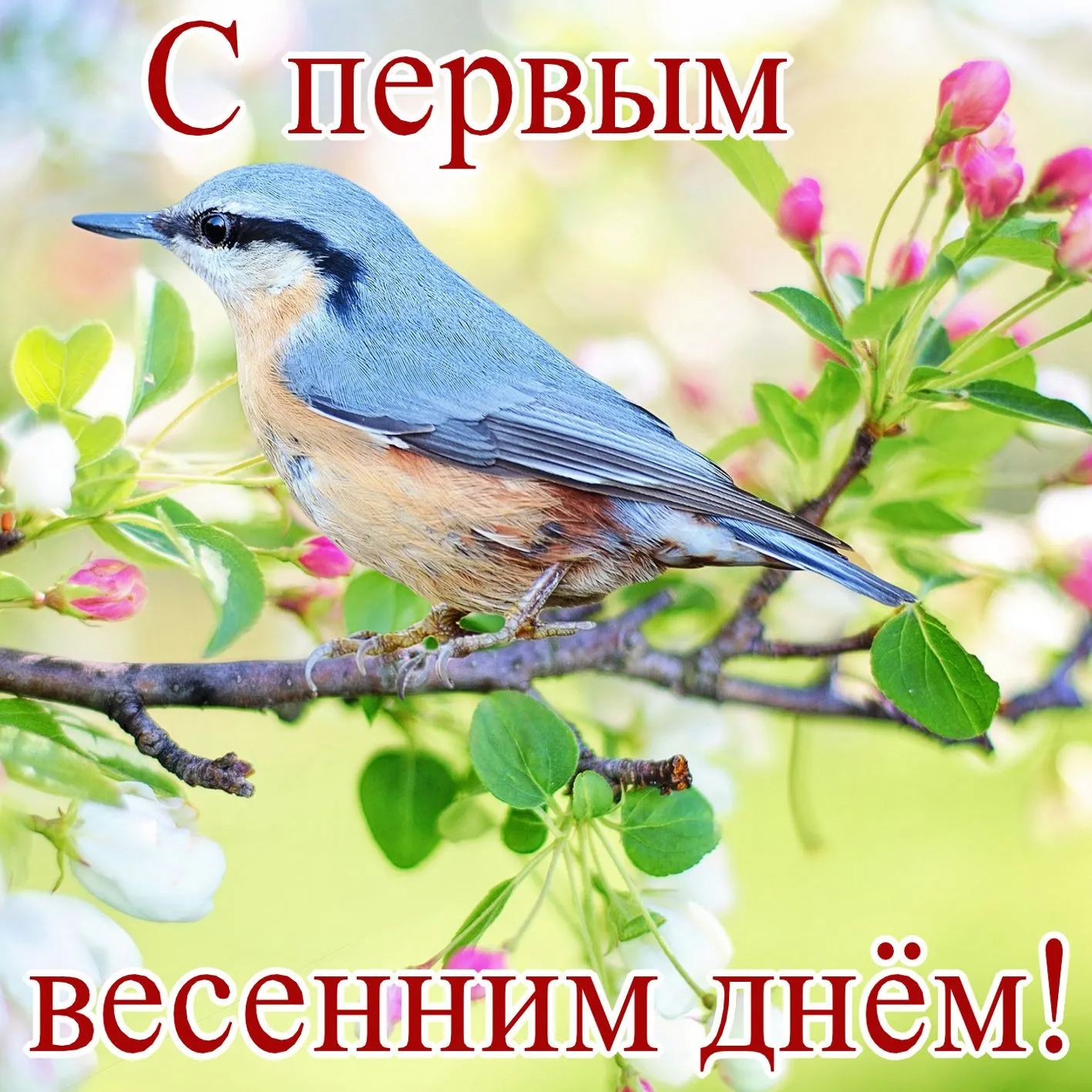 Открытка  С первым днем весны - Птица на цветущей ветке: весенняя открытка | Красивая открытка #52