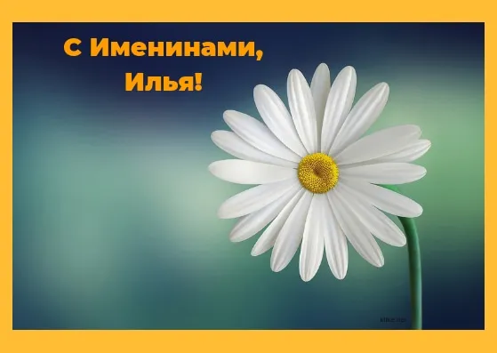 Открытка Открытки с именем Илья - Открытка с цветком: нежная ромашка на голубом фоне | Красивая открытка #252
