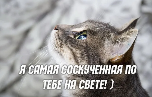 Открытка Я скучаю  - Кот смотрит вверх: милая открытка с котенком | Красивая открытка #3