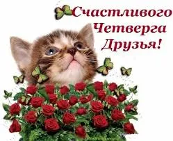 Открытка Открытки на четверг - Открытка с котенком и розами | Красивая открытка #148