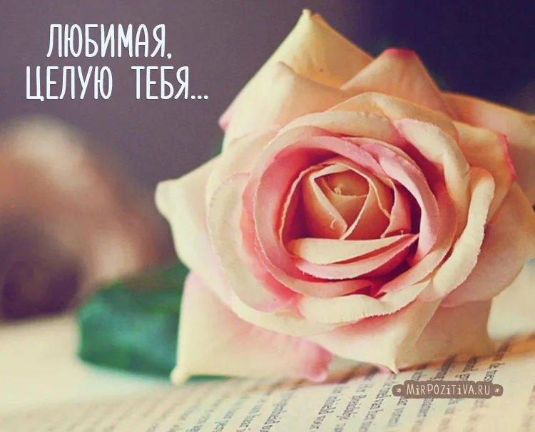 Открытка С поцелуями - Розовый бутон на книге: открытка с нежностью | Красивая открытка #46