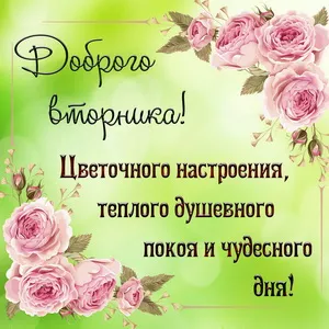 Открытка Открытки на вторник - Розовые розы: Красивая открытка с цветами | Красивая открытка #142