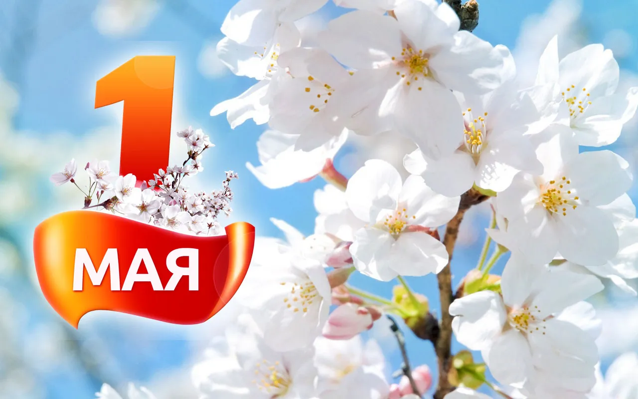Открытка 1 мая - Цветущая вишня на фоне голубого неба | Красивая открытка #196