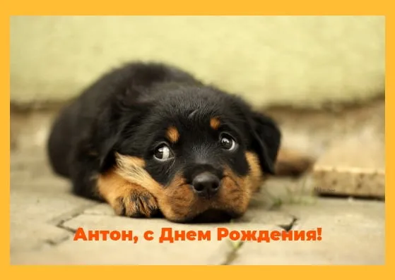 Открытка открытки с именем Антон  - Открытка с щенком: С днем рождения, Антон! | Красивая открытка #176