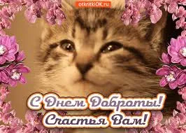 Открытка Открытки с днем доброты - Открытка с котенком: С Днем Доброты и Счастья Вам | Красивая открытка #18