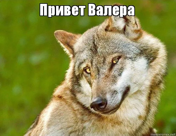 Открытка Открытки с именем Валерий - Волк, крупный план, взгляд в сторону. | Красивая открытка #195