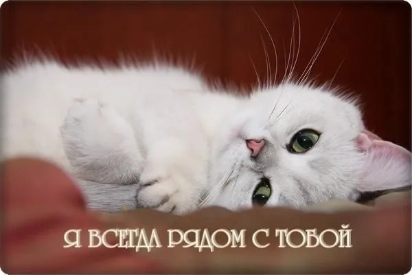 Открытка Открытки я рядом - Белый котенок: милая открытка с котенком | Красивая открытка #77